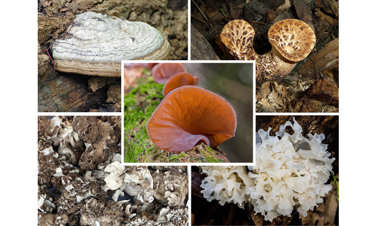5 Champignons Médicinaux Immunomodulateurs