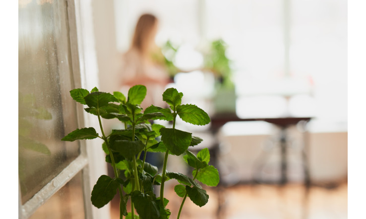 La recette antiparasite bio pour plantes