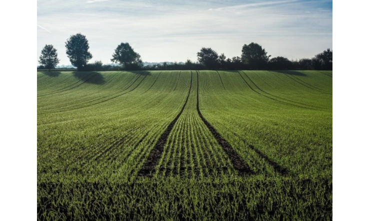 Effets du glyphosate - Lien entre l'humeur, le cerveau et le microbiome intestinal