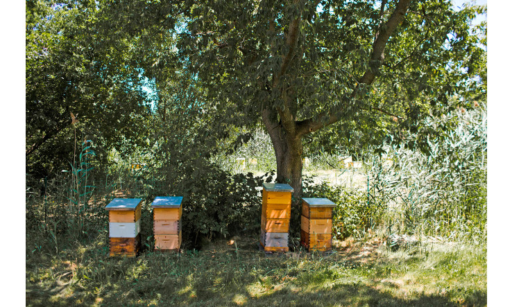L'agriculture biologique améliore les performances des abeilles