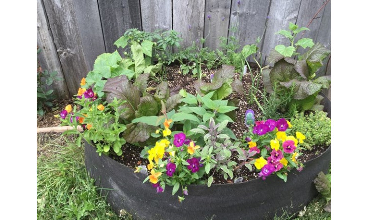 Potager en smart pots
