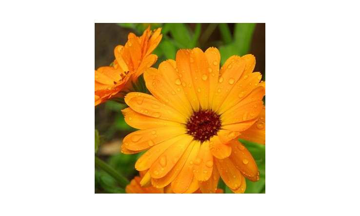 Copaïba, Tamanu, Kukui, Moringa, Jojoba, Calendule, Ricin, ces huiles soignantes!