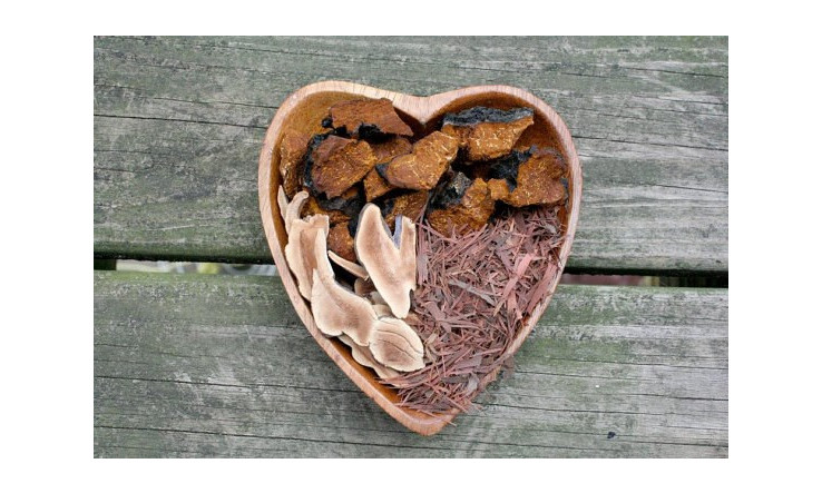 Le Chaga et le Reishi : roi et prince du royaume des champignons