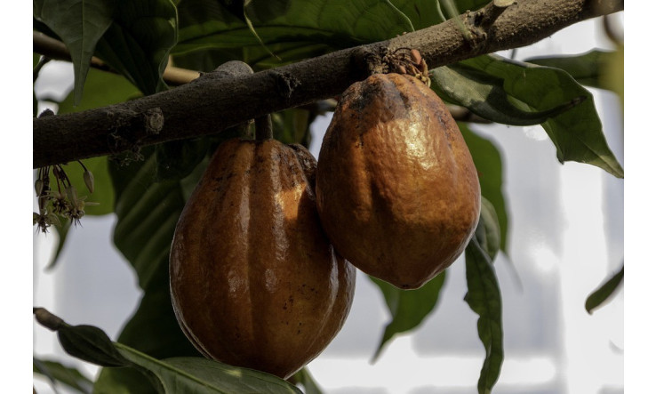 Cacao – études et bienfaits