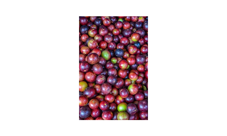 Camu camu & Moringa - Trésors d'antioxydants