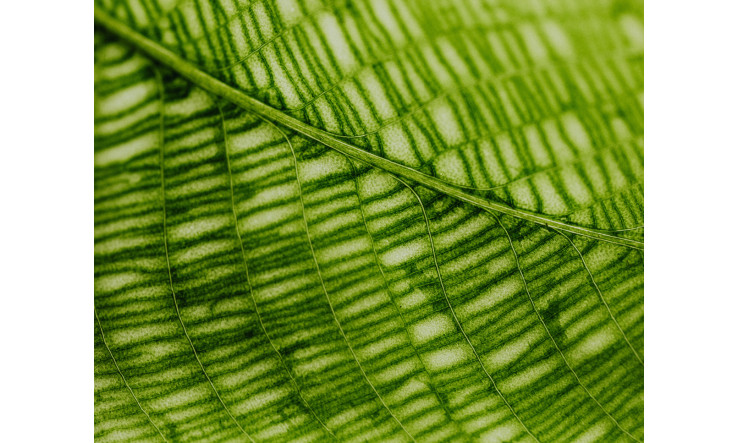 Chlorophylle