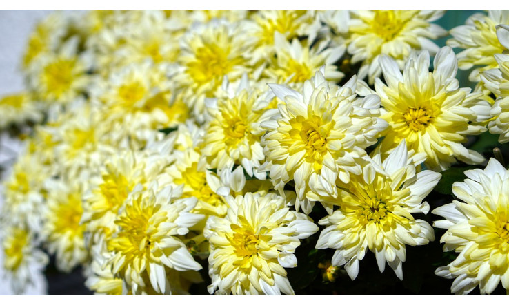 Sérum Chanvre et Chrysanthème