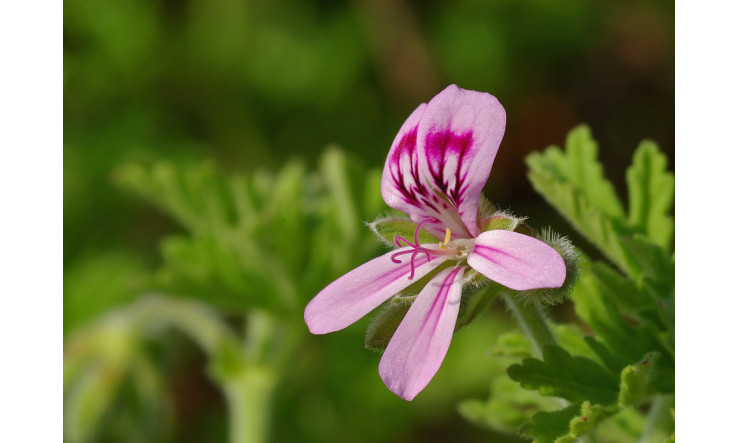 Secrets estivaux révélés : Comment les huiles essentielles protègent et subliment votre peau