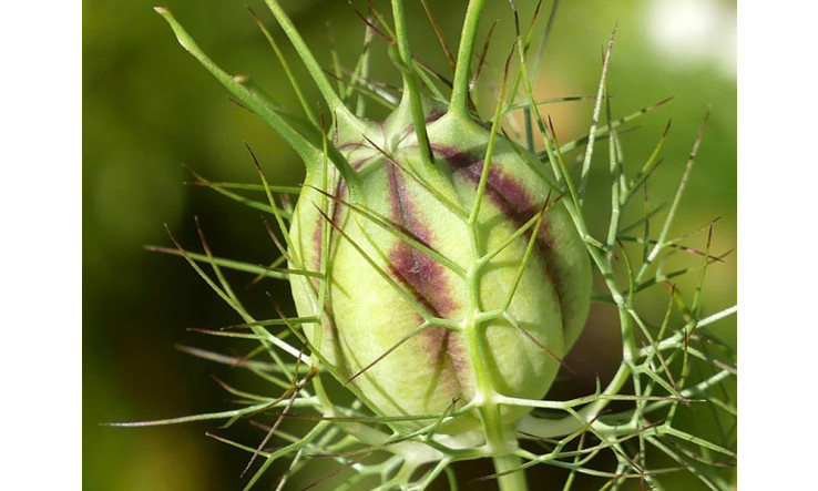 Huile de nigelle - Des bienfaits scientifiquement prouvés pour la peau