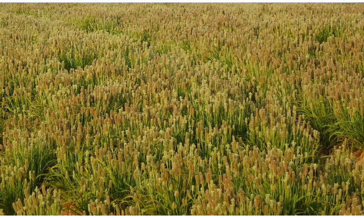 Psyllium