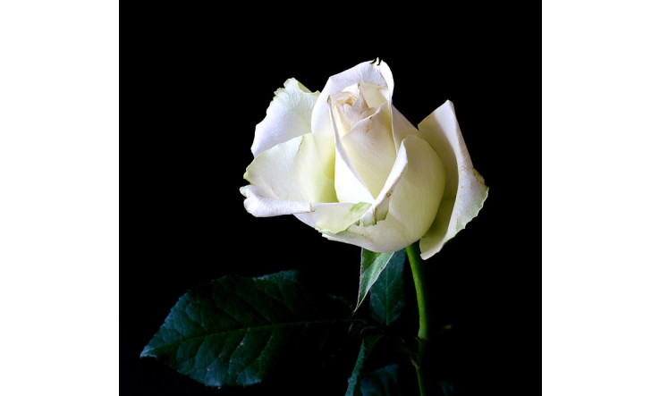 Rose blanche (Rosa alba), ses bienfaits