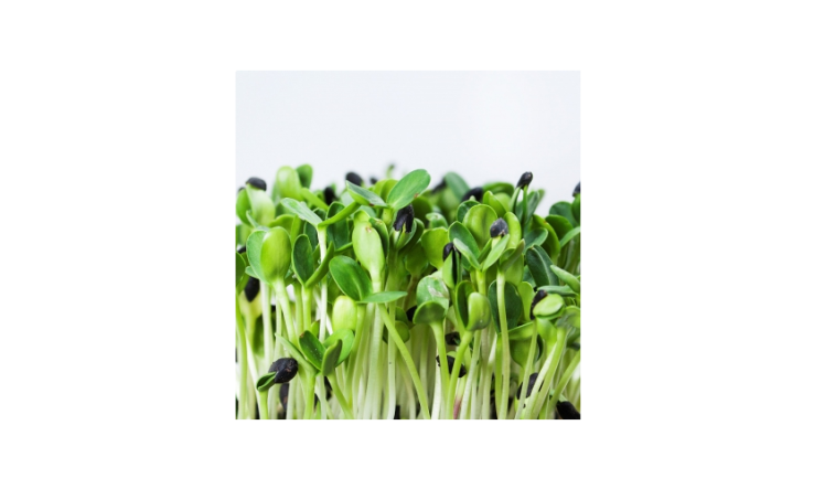 Germinations & micro-pousses
